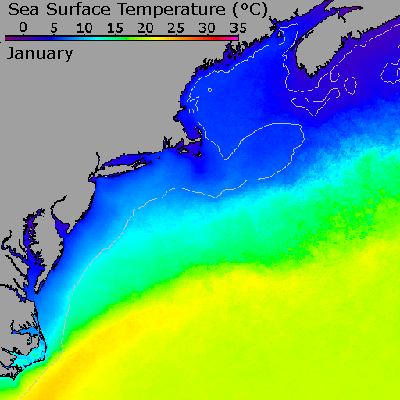 monthly SST