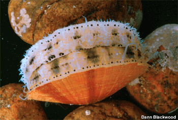 sea scallop