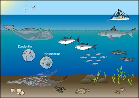 fishery ecosystem from phytoplankton to humans
