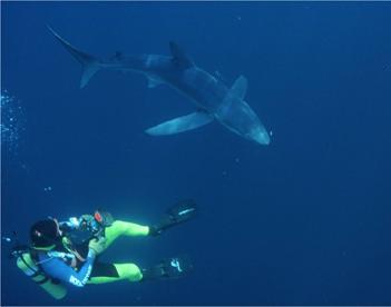 blue shark and diver