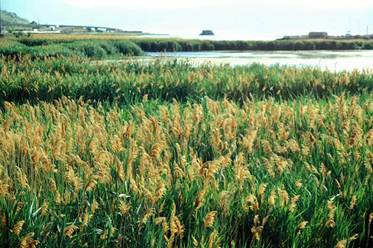 invasive marsh reed