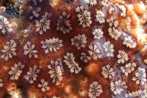 invasive tunicate