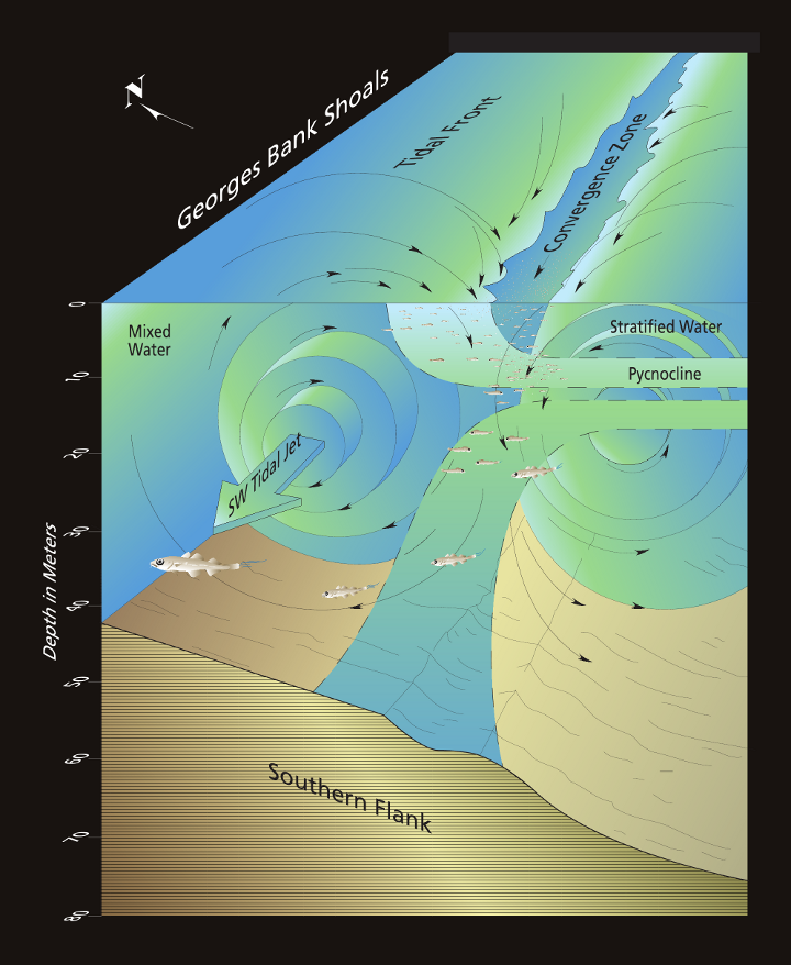 tidal front pelagic habitat conceptual diagram