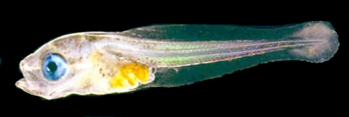 larval cod