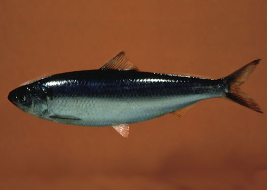 pelagic fish