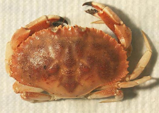 jonah crab