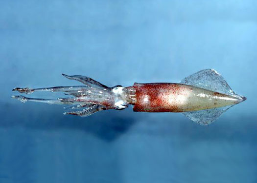longfin squid