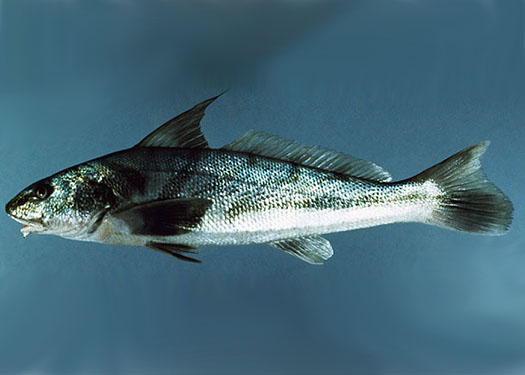 northern kingfish