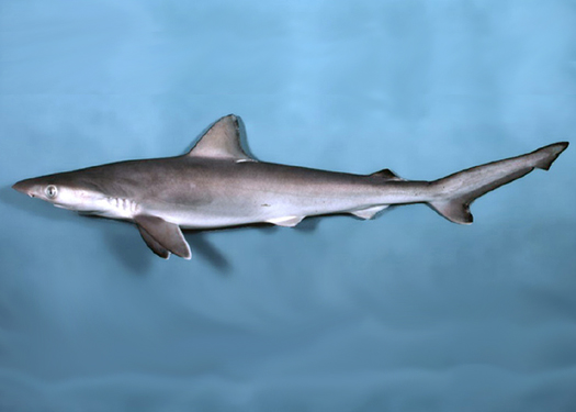Sharpnose shark