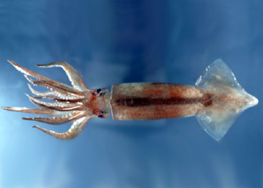 shortfin squid