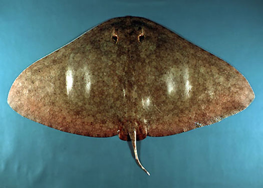 spiny buttrfly ray