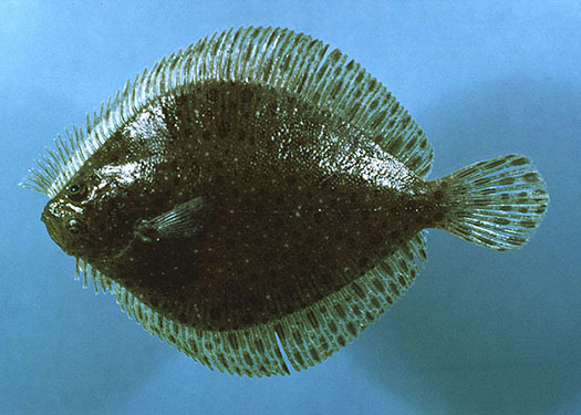 windowpane flounder