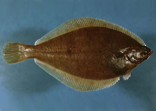 yellowtail flounder