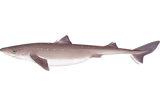 SPINY DOGFISH